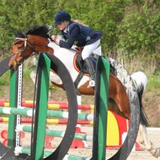 Hollandsk Sportspony Elmelunds Dalton