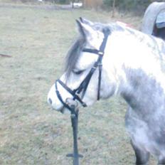 Welsh Mountain (sec A) Sondegaardens Freja