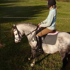 Welsh Mountain (sec A) Sondegaardens Freja