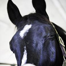 Oldenborg Damgaards Kivi Viola