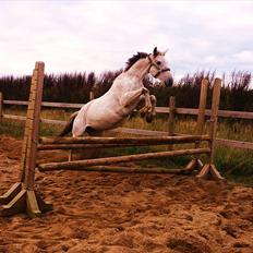 Anden særlig race Lindholms Silvermoon<3