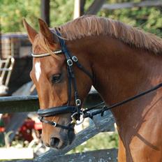 Dansk Varmblod Comet