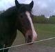 Anden særlig race Kastor<3 R.I.P †