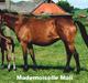 Dansk Varmblod Mademoiselle- Mali *RIP*
