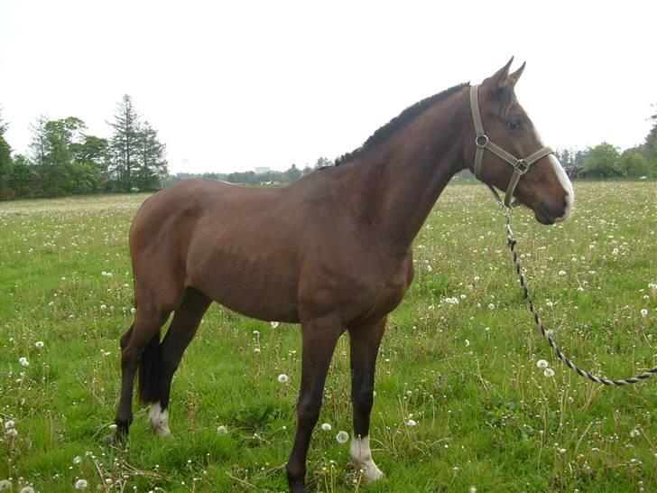 Anglo Araber (AA) Østergaards Casiro(SOLGT) - Casiro i profil igen... billede 16