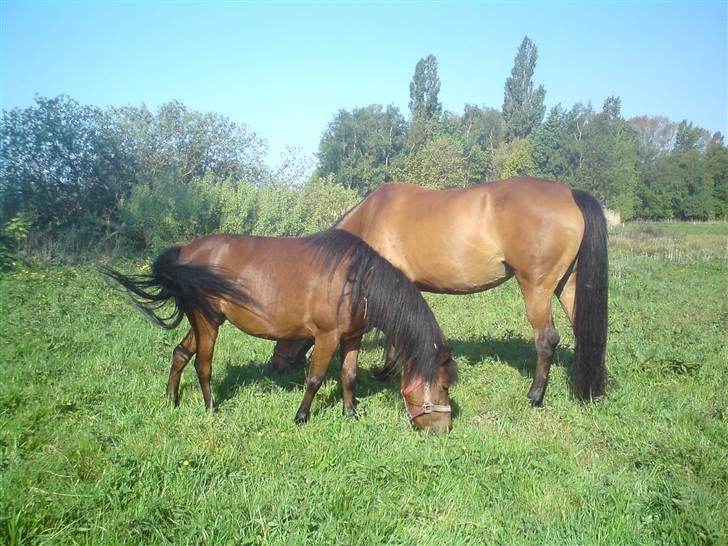 Anden særlig race Hope billede 7