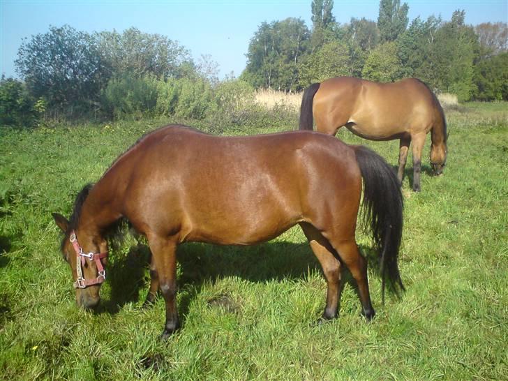 Anden særlig race Hope billede 8