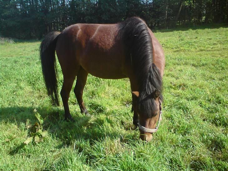 Anden særlig race Hope billede 9