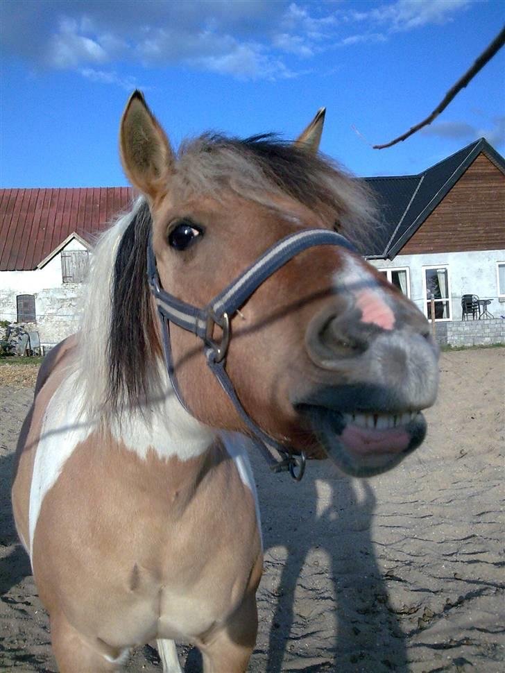 Anden særlig race ••((¯`» Beauty «´¯))•• - Se mine lækre bisser! billede 17