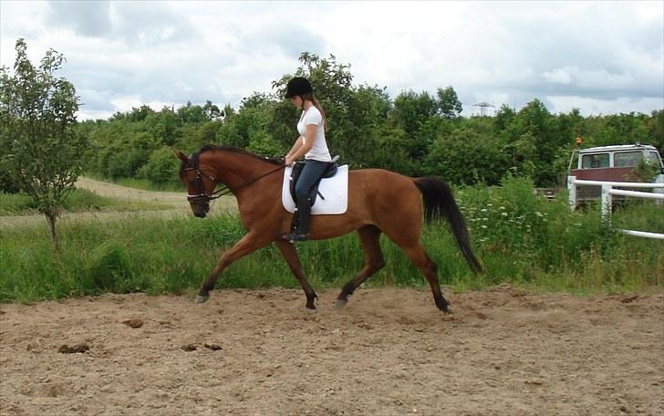 Anden særlig race Imagin Spot Morsbøl(Aflivet) billede 15