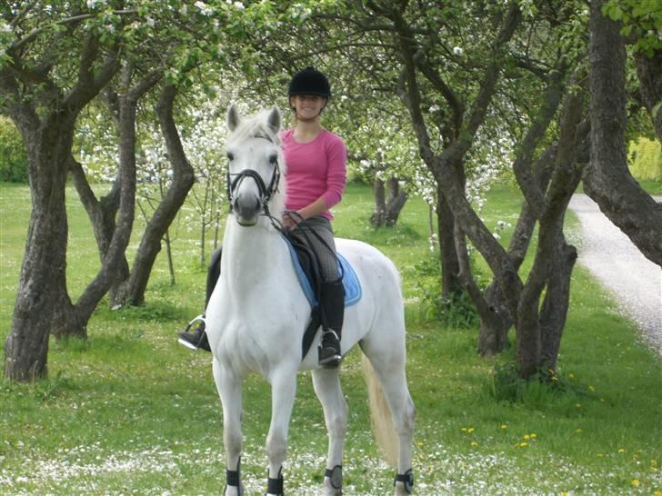 Connemara Pyrus Tidl.Pony <3 - Velkommen til pyrus´s profil:) det er mig og pyrus d. 17  maj :) fik ham d. 5 maj:D elsker det billed billede 1