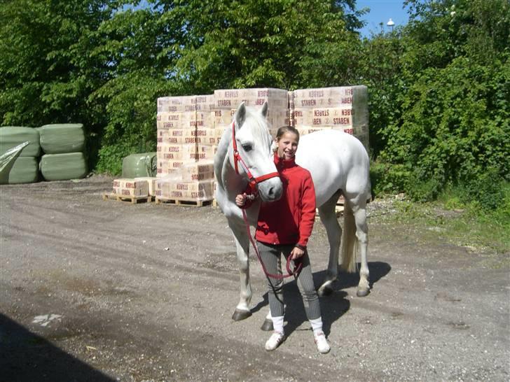 Connemara Pyrus Tidl.Pony <3 - Nå.. :D  billede 6