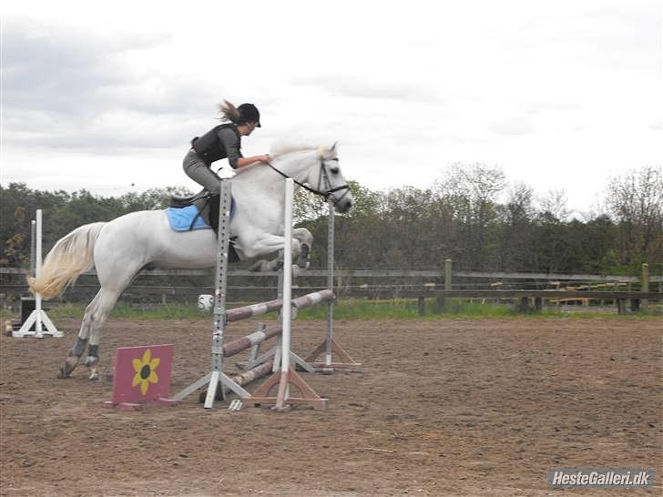 Connemara Pyrus Tidl.Pony <3 - Springtræning :b  billede 11