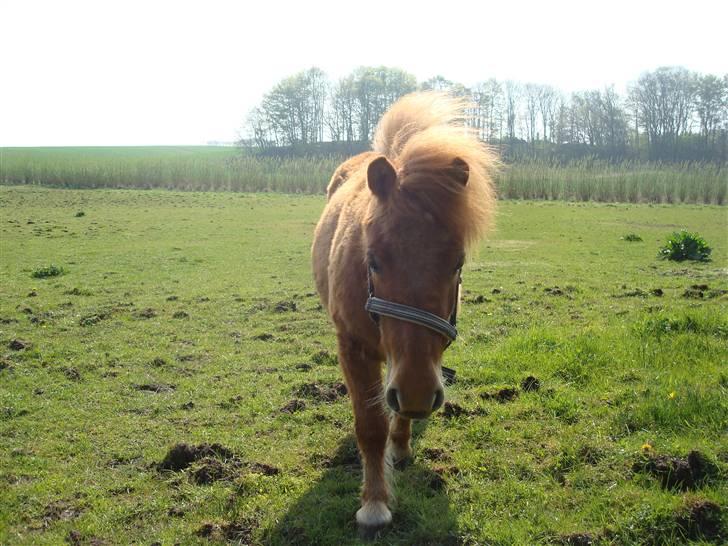Shetlænder Sdr. Dams Hansina billede 5