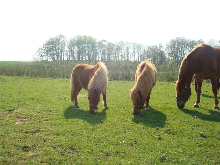 Shetlænder Sdr. Dams Hansina - De tre damer på folden. billede 6
