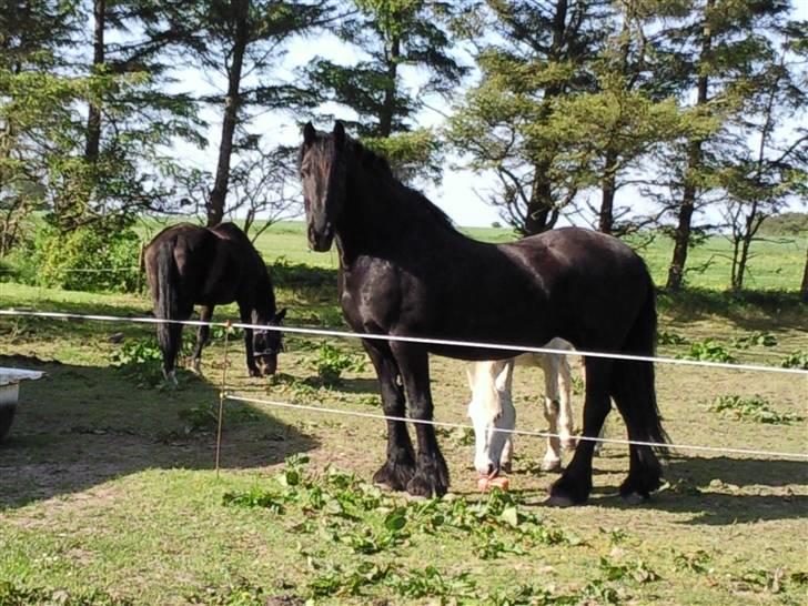 Frieser anne af karmark  R.I.P - har du noget til mig billede 11