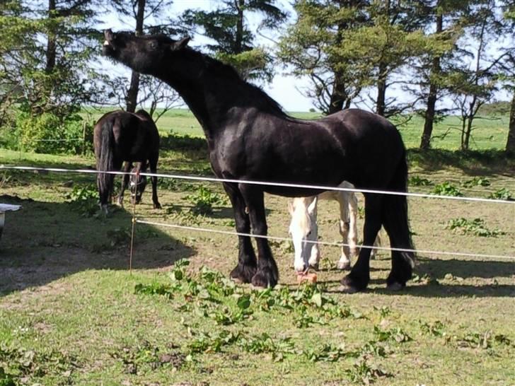 Frieser anne af karmark  R.I.P - uhh det smagte godt billede 12