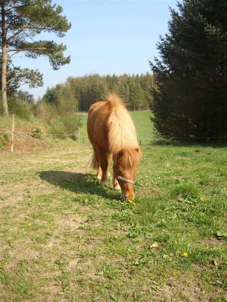 Shetlænder Sdr. Dams Hansina billede 7