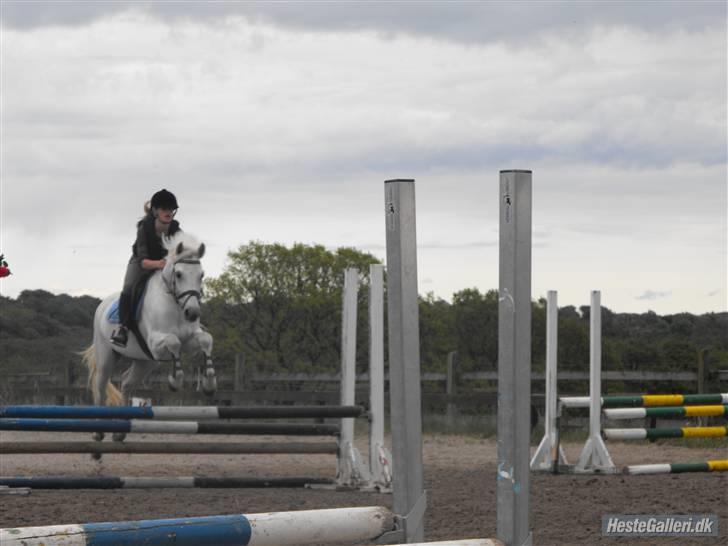 Connemara Pyrus Tidl.Pony <3 - mig og pyrus springer for første gang hjemme d. 13 billede 18