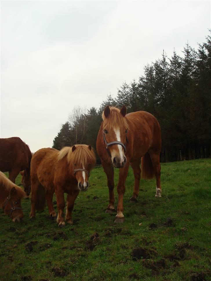 Shetlænder Sdr. Dams Hilda billede 7