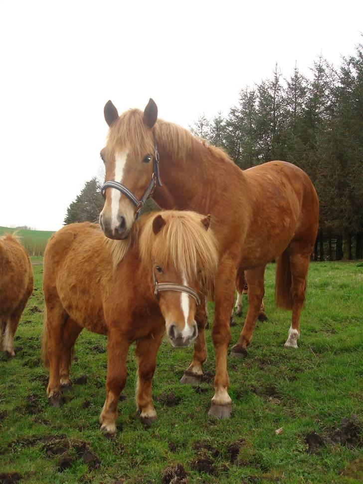 Shetlænder Sdr. Dams Hilda billede 8
