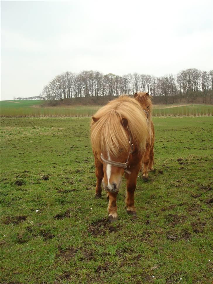 Shetlænder Sdr. Dams Hilda billede 9