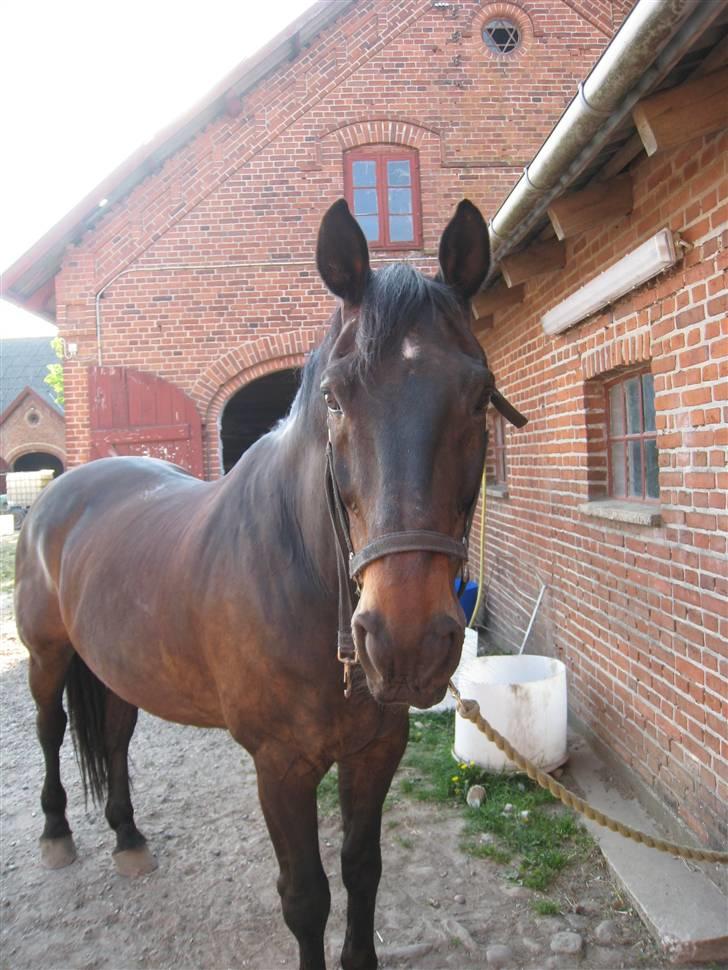 Oldenborg Aude - Smukkerten er bare så dejlig billede 3