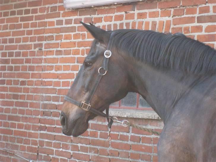 Oldenborg Aude - SØG´s next top model ;) billede 4