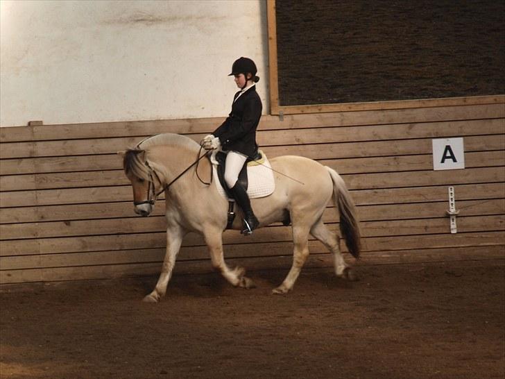 Fjordhest Lynges Fjølner  - Da vi red vores første LA1 mod hest, og vandt klassen. <3 er så stolt af min dejlige Fjølner  billede 16