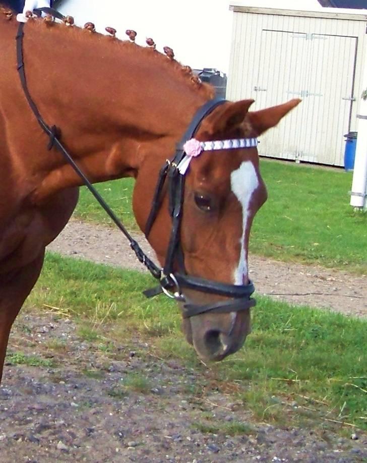 DSP Simone - Charlotte rider billede 4