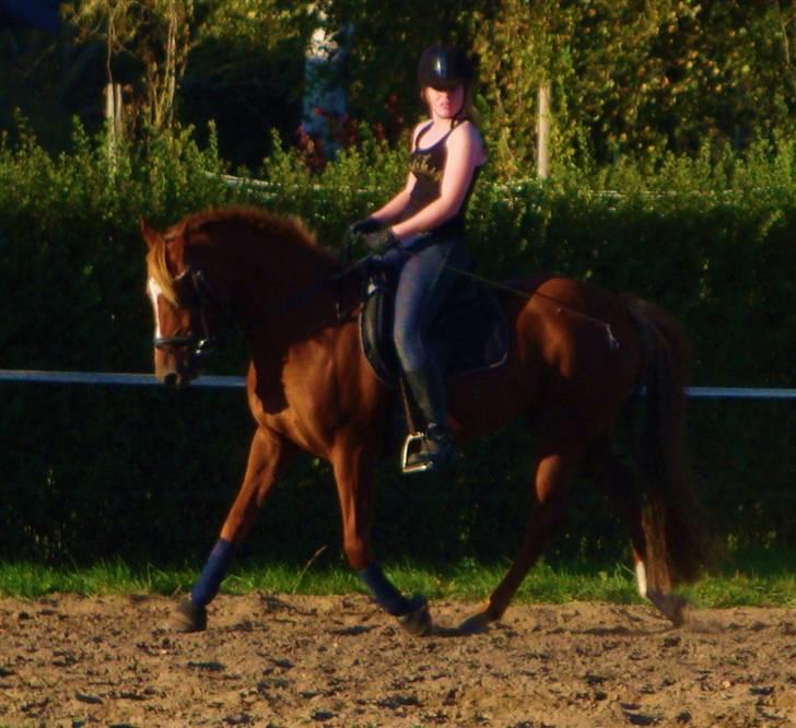 DSP Simone billede 7