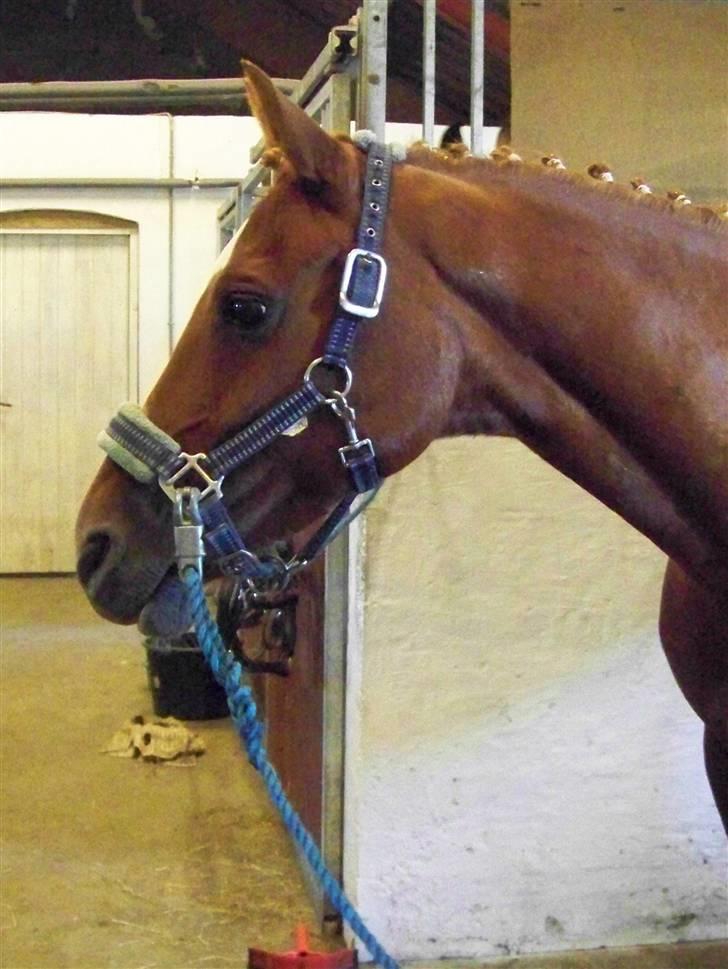 DSP Simone billede 9