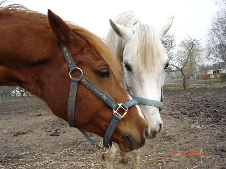 DSP Simone billede 10