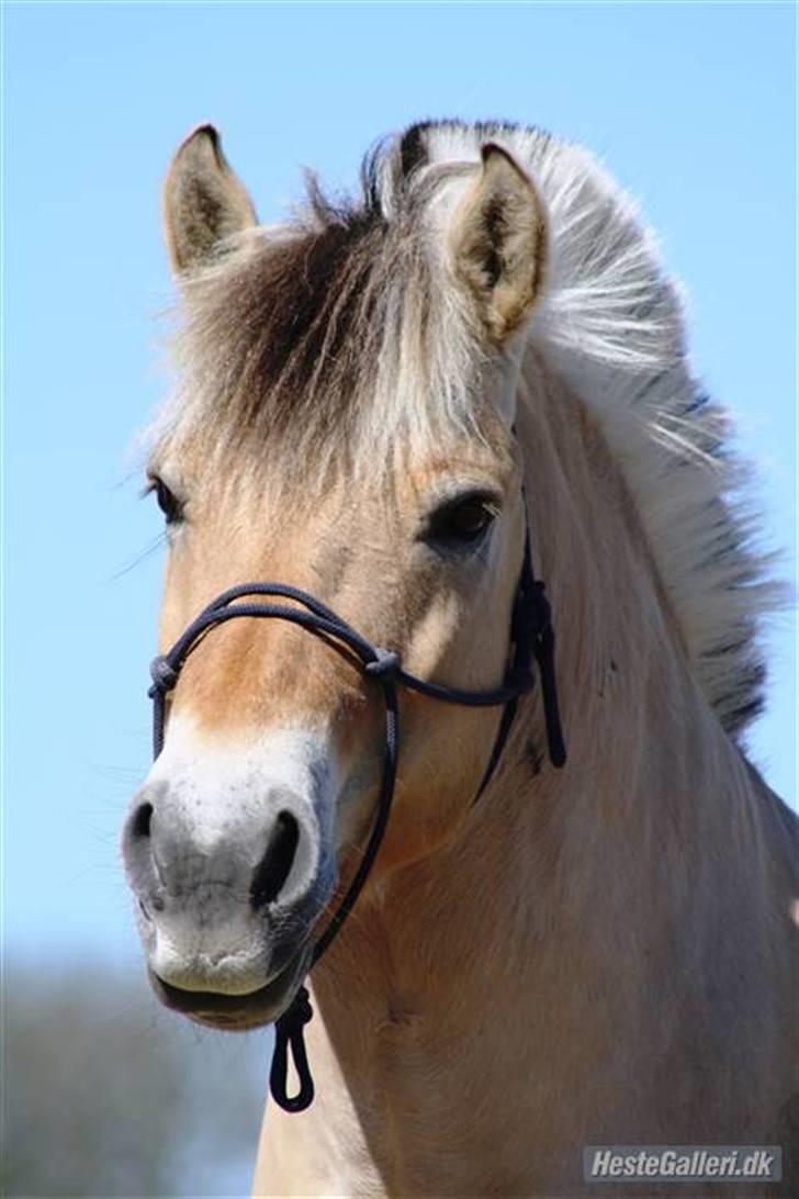 Fjordhest Ellemose's Biffer billede 6