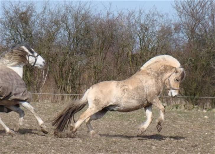 Fjordhest Ellemose's Biffer - biffer´s første dag på fold i stalden billede 7