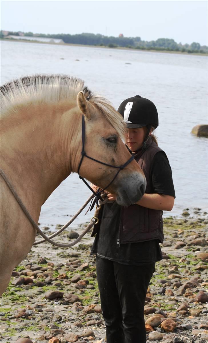 Fjordhest Ellemose's Biffer - en meget meget træt biffer efter en lang dag i vandet billede 8