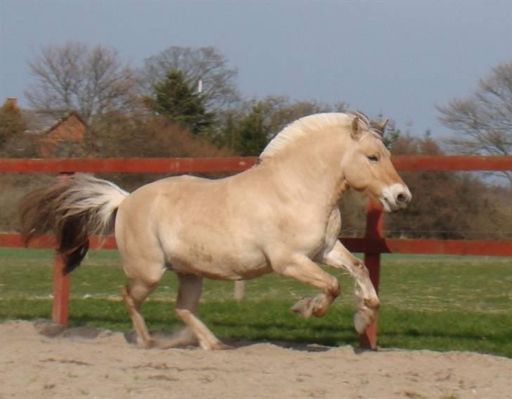 Fjordhest Ellemose's Biffer - hans fine galop billede 11