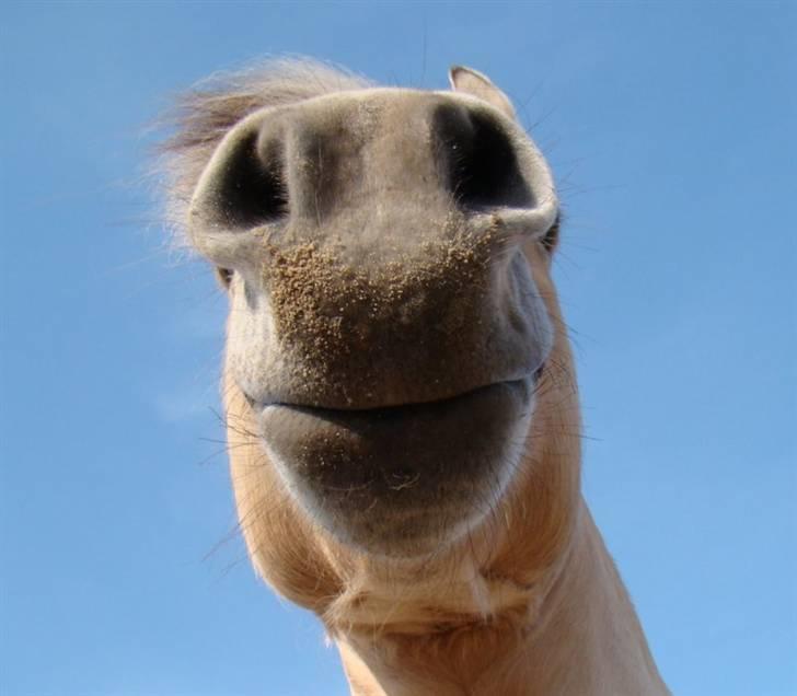 Fjordhest Ellemose's Biffer billede 13