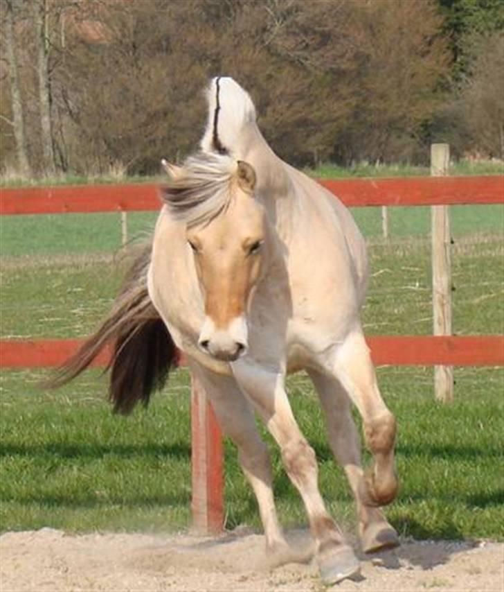 Fjordhest Ellemose's Biffer - smukke lille hest :D billede 15