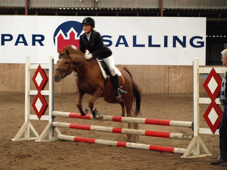 Welsh Cob (sec D) Waardhoeve's ilona *LÅNTE* - til stævne d. 17.05.09 billede 12