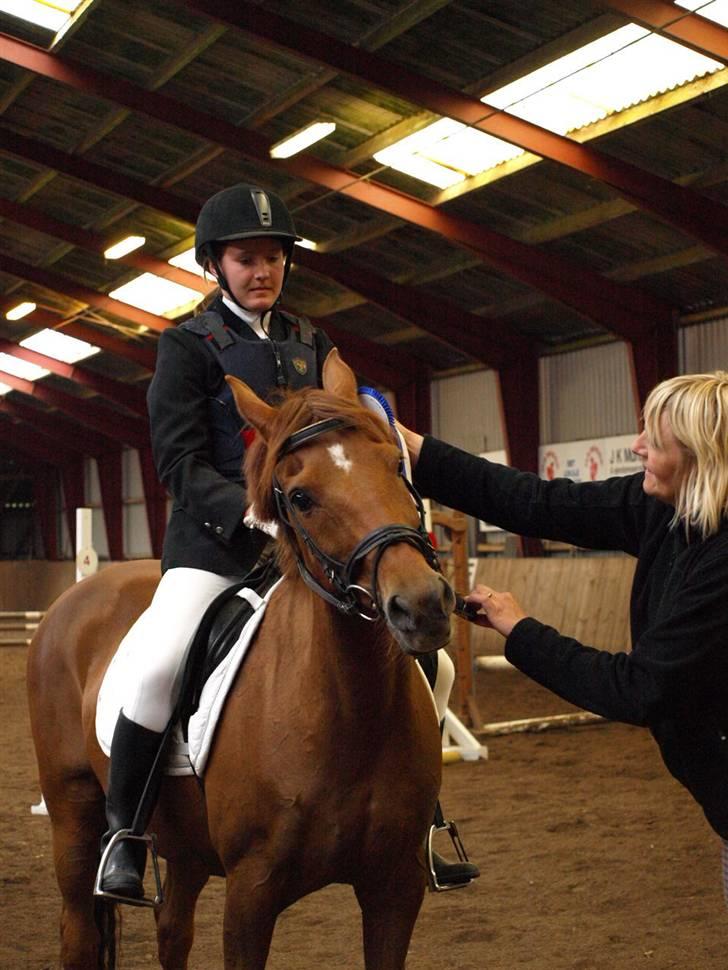 Welsh Cob (sec D) Waardhoeve's ilona *LÅNTE* - 2. plads i LD spring :D billede 13