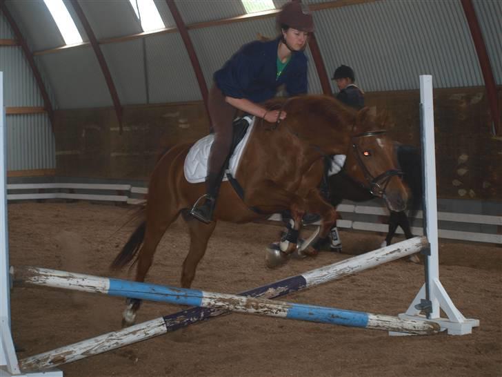 Welsh Cob (sec D) Waardhoeve's ilona *LÅNTE* - marie varmer maggie op til stævne:) billede 14
