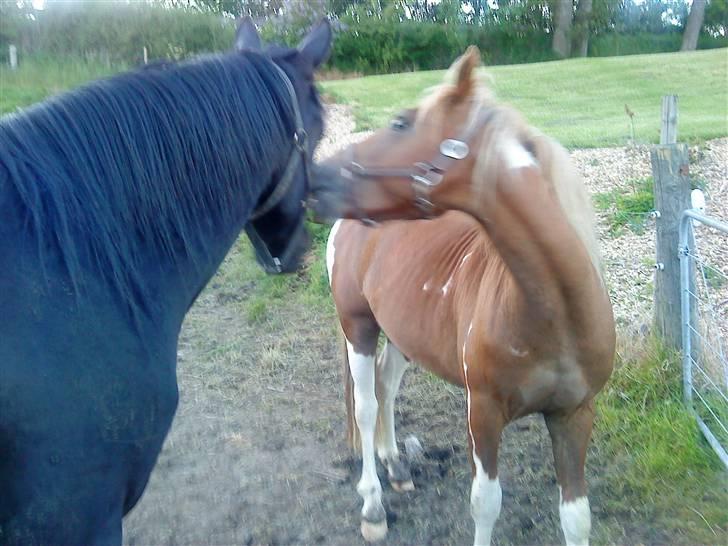Anden særlig race Hidalgo<33 - one star og hidalgo billede 7