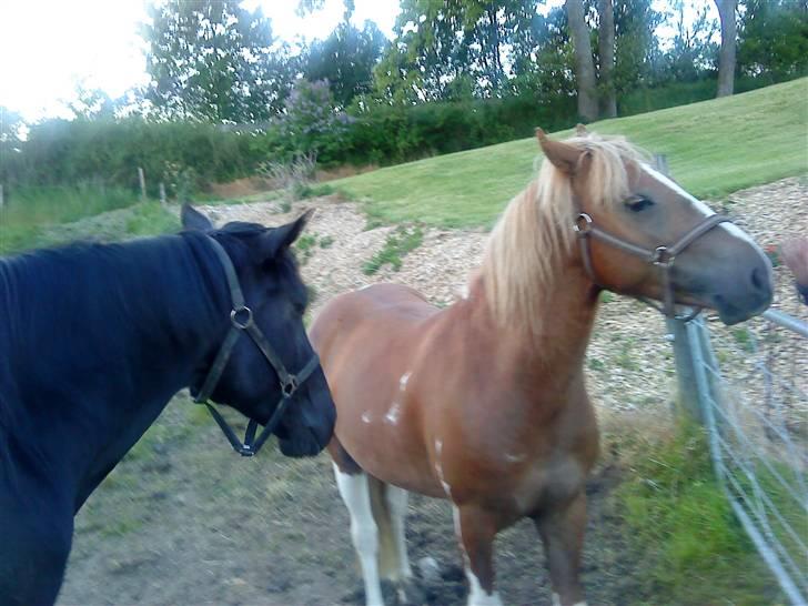 Anden særlig race Hidalgo<33 - de beste venner billede 8