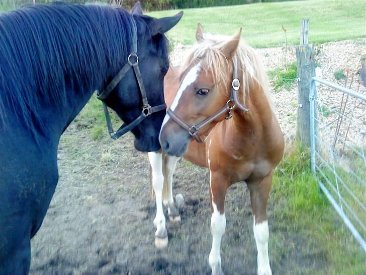 Anden særlig race Hidalgo<33 - mys mys billede 9