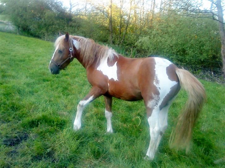 Anden særlig race Hidalgo<33 - se miig jer så så flot billede 10