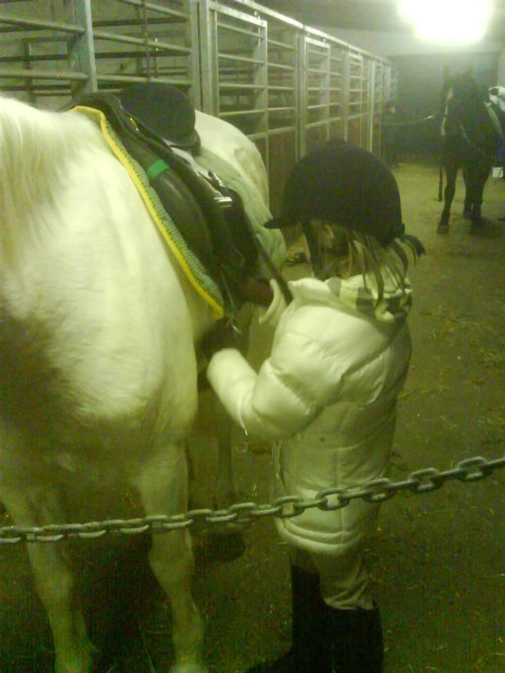 Anden særlig race KOOR's Bianca <3 - Strammer lige gjorden en tand, så den holder sig på imens vi går ind på banen(; - foto: min mor. billede 6