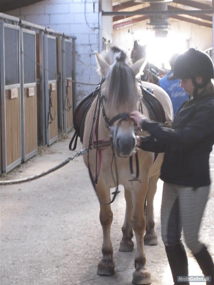 Fjordhest Bubber billede 14