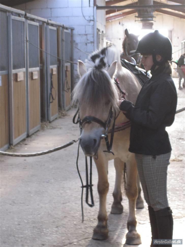 Fjordhest Bubber billede 15