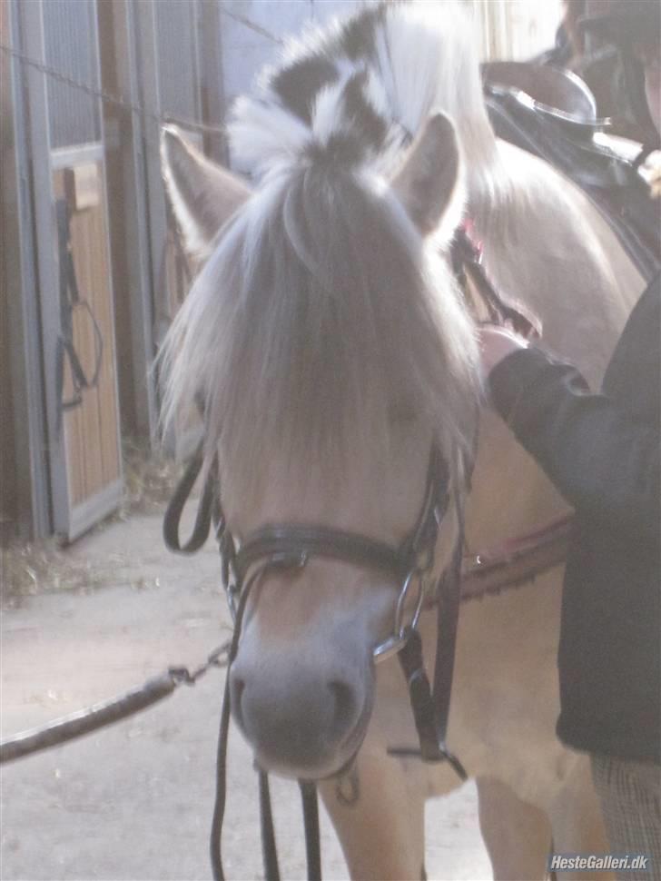 Fjordhest Bubber billede 16